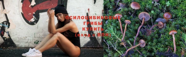 гашик Вяземский